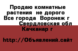 Продаю комнатные растения  не дорого - Все города, Воронеж г.  »    . Свердловская обл.,Качканар г.